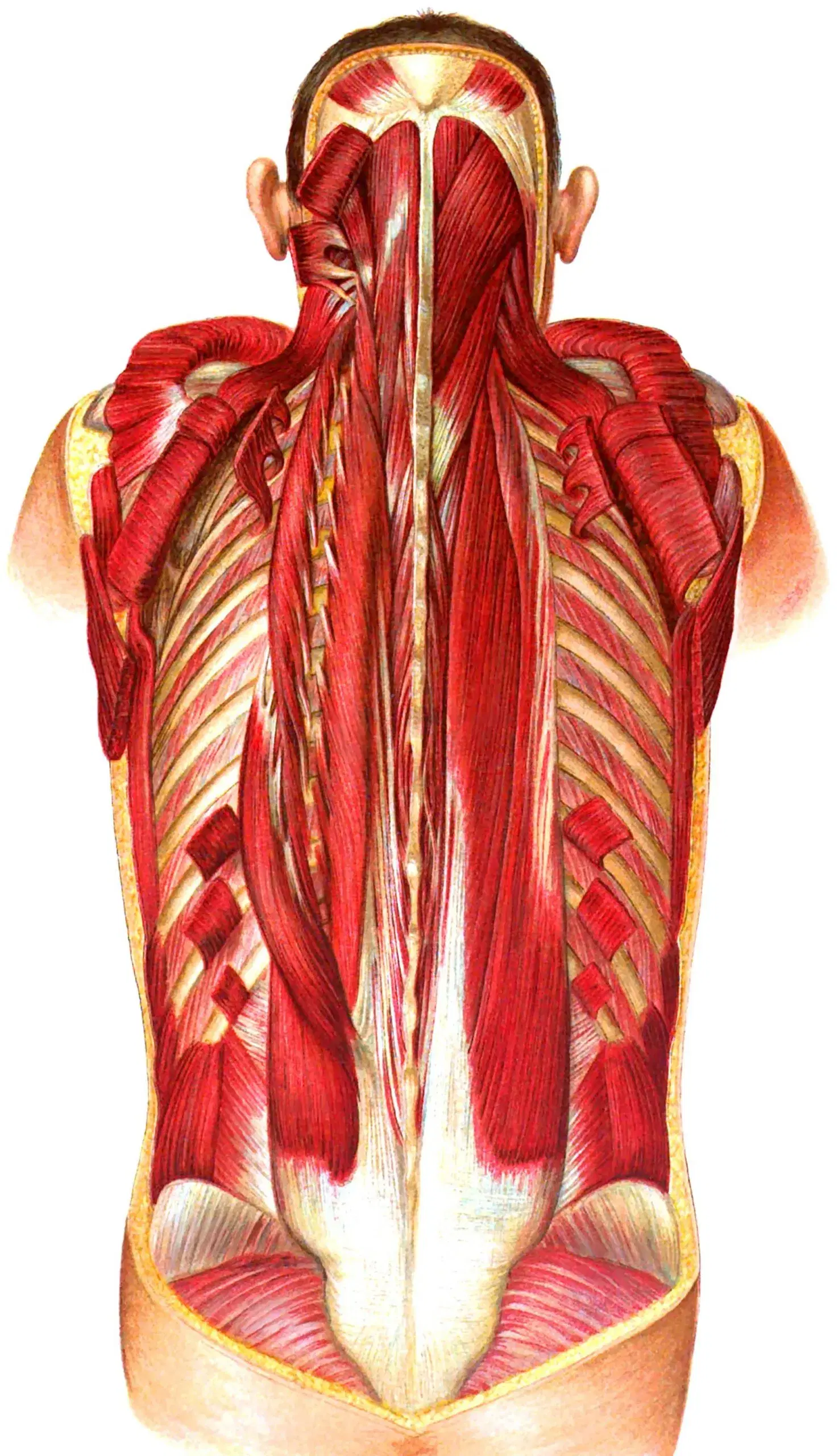 Dissection workshop – Back